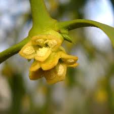 Image result for Santalaceae