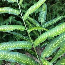 Image result for Coniogramme