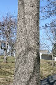 Quercus palustris (pin oak): Go Botany