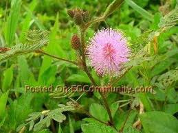 We did not find results for: Herba Nusantara Pokok Semalu Daunnya Akan Menguncup Facebook