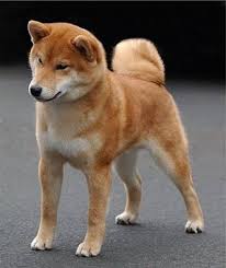 Black And Tan Shiba Inu For Sale Uk The Shiba Inu A Unique Dog Breed Dog Breeds Medium Shiba Inu Dog Unique Dog Breeds