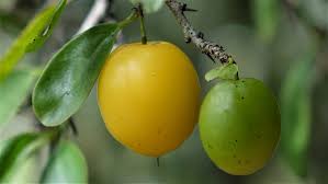 Image result for Ximenia