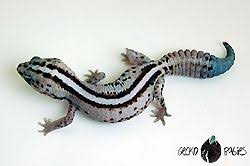 Black And White Striped Leopard Gecko Pin On Awesome Tortoise Habitat