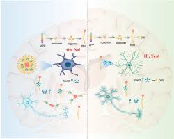 Image result for Pimpinella sp. A. of FZ 4: 594