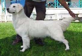 English cream golden retriever puppies were first bred in north america. White Golden Retrievers For Sale Golden Meadows Retrievers
