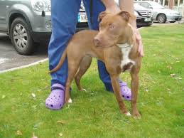 Check spelling or type a new query. Vizsla Mixes 12 Most Popular Vizsla Crossbreeds Healthy Homemade Dog Treats