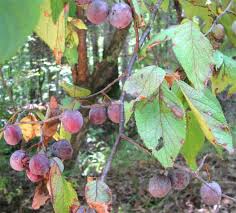 Check spelling or type a new query. The Best Fruit Trees For North Texas Progardentips