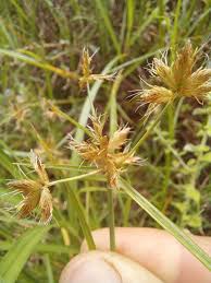 Image result for Pycreus mundtii