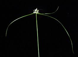 Image result for Cyperus margaritaceus