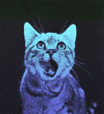 In fact, most people just about get out of their pajamas for the occasion. Cool Cat Pfp Gif Novocom Top