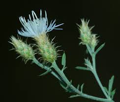 Image result for Canscora diffusa