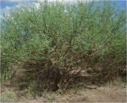 Image result for Acacia brevispica