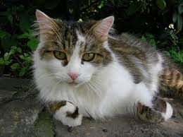 Die geschwister anne und philipp reisen mit dem magischen baumhaus. Hauskatze Wikipedia