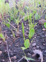 Image result for Ophioglossum gomezianum