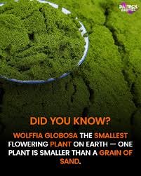Image result for Wolffia