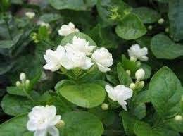 Many artists and poets described white jasmine flower in their works of art as a symbol of innocence, virginity, purity, honesty, and perfection. Free Shipping White Jasmine Seeds Jasmine Flower Seeds Plants Arabic 20 Particle Bag Amazon De Garden