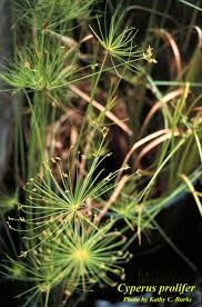 Image result for Cyperus