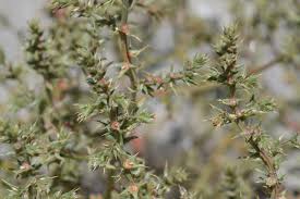 Image result for Salsola rabieana