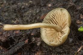 Image result for Simocybe centunculus