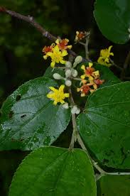 Image result for Grewia