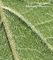 Image result for Ipomoea rubens