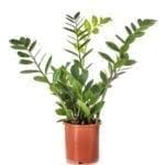 The zz plant is an easy to grow and care for indoor plant that displays small glossy leaves on stems zz plant care. Zz Plant Care Instructions How To Grow Zz Plants