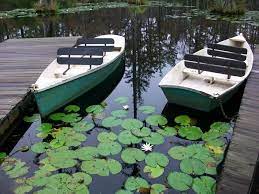 Cypress Gardens Where The Geese Scene Was Filmed From The Notebook Cypress Gardens Charleston Vacation Charleston Travel