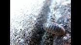 Alpine pest control ltd contact person: Alpine Pest Control Ltd Youtube