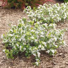 The genus is usually considered to contain two or three species, one of which is naturalized in europe. Low Scape Mound Aronia Plants For Sale Chokeberry Free Shipping