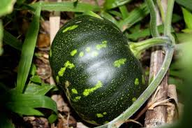 Image result for Cucurbita moschata