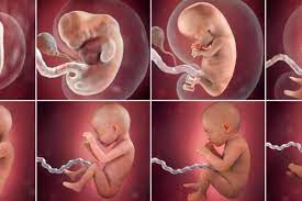 Organ tubuh janin sudah lengkap, dalam usia 4 bulan bayi sudah memiliki organ tubuh yang lengkap meskipun masih dalam proses pematangan dan janin mulai mendengar, janin akan mulai mendengar pada usia kandungan 4 bulan sehingga dokter kandungan seringkali menyarankan ibu. Perkembangan Janin Dalam Kandungan Ini 9 Tahapnya