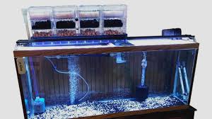 Bahkan spons filter akuarium mampu berfungsi sebagai penyaring akuarium air tawar maupun air laut. Ikan Black Ghost Jenis Harga Cara Perawatan Budidaya