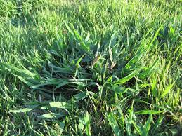 How to stop zoysia grass from spreading. Lawn Problems Zoysia Grass