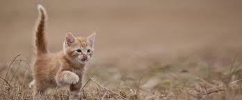 Semua pemilik kucing pasti tahu bahwa kucing mereka terkadang bisa bertingkah laku aneh. Memahami Cara Kucing Berkomunikasi Dengan Gerakan Ekornya