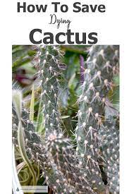If there's only pale discoloration on some of the leaves, you can usually save your succulent by giving it. Guest Post How To Save Dying Cactus