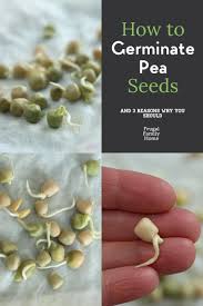 Well you're in luck, because here they come. How To Pre Sprout Peas Growing Sweet Peas Snap Peas Garden Growing Peas