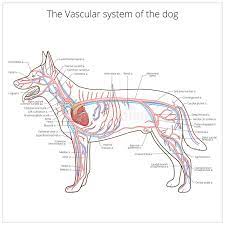Check spelling or type a new query. Arterial Circulatory System Of The Dog Vector Stock Vector Illustration Of Body Scheme 61166079