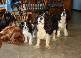 Discover more about our cavalier. Www Ohiocavaliers Com Quality Cavalier King Charles