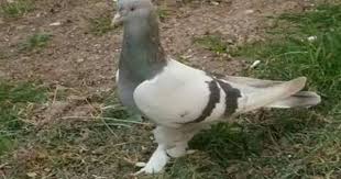 Blt Blt Adli Kullanicinin Guvercin Pidgeon Panosundaki Pin Hayvanlar Kus