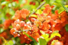 Check spelling or type a new query. The Best Flowering Shrubs For Northern Utah Millcreek Gardens