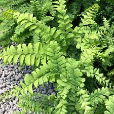 Image result for Adiantum patens