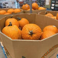 Pumpkin king pumpkin patch and wholesale pumpkin resource. Costco Is Already Selling Pumpkins For Carving For 5 99