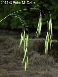 Image result for Bromus