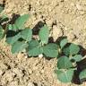 Soybean crop in Pakistan
