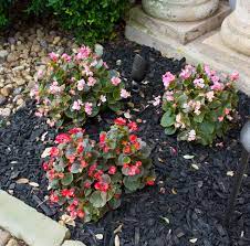 Things to do near south texas botanical gardens & nature center. My Top 8 Favorite Plants To Grow In South Texas Design Improvised