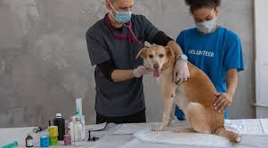 Midwestern university's animal health institute in glendale arizona, offers comprehensive community veterinary care and services for small and large animals. How To Become A Veterinary Doctor In India A Complete Guide Getmyuni