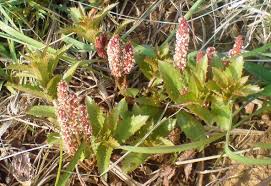 Image result for Acalypha caperonioides