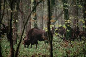 Rodenticide resistance action group appoints a new chairperson. Polish Scientists Protest Over Plan To Log In Bialowieza Forest Nature News Comment