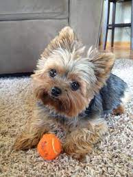 Yorkie Cuts