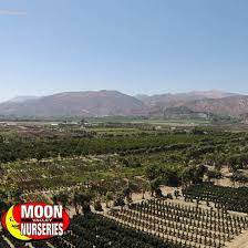 If you want firm and fertile topsoil, vego garden has you covered. Southern Arizona